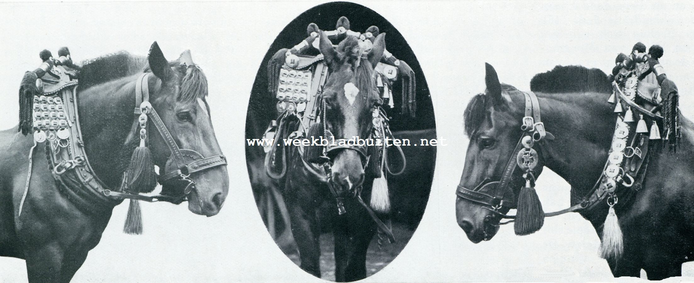 PAARDEN MET LIMBURGSCHE TUIGAGE