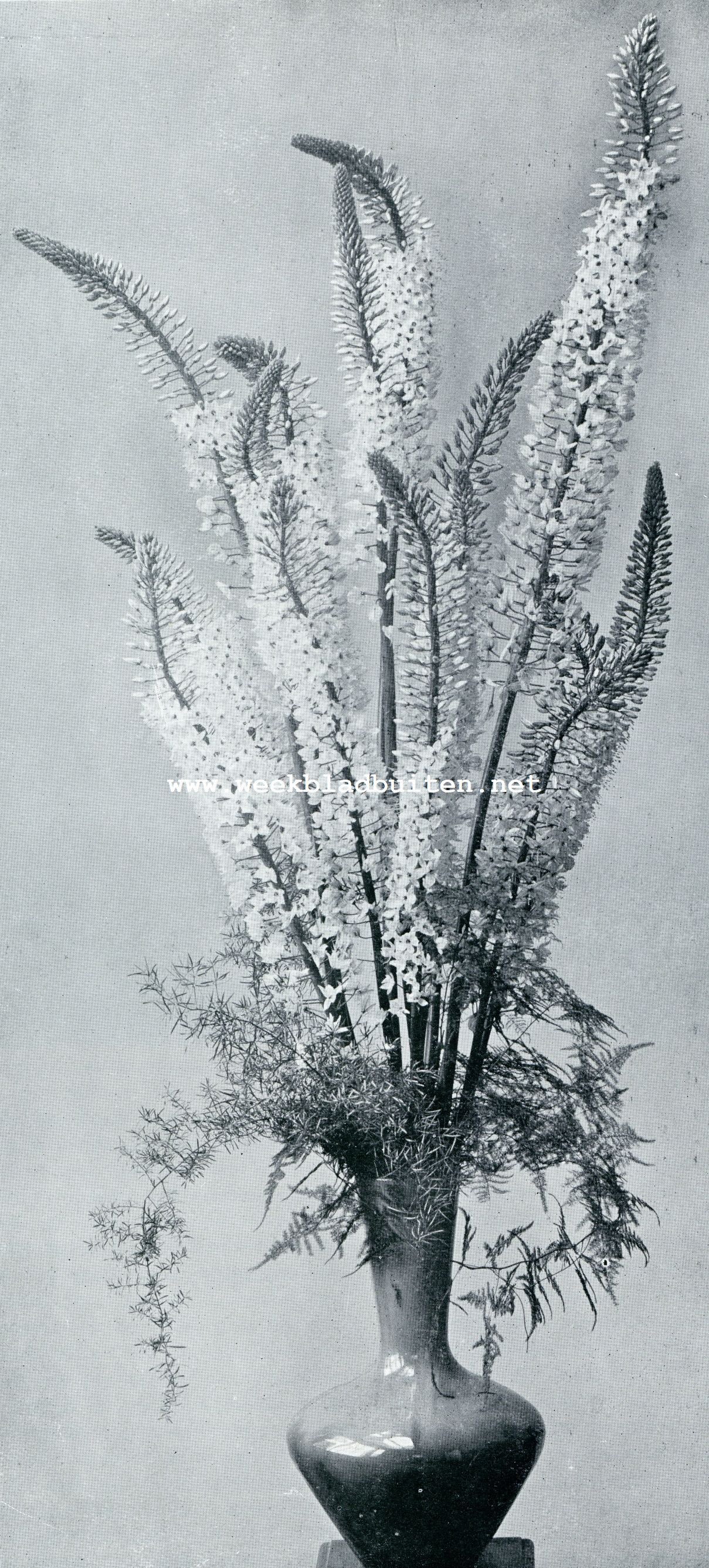 EREMURUS