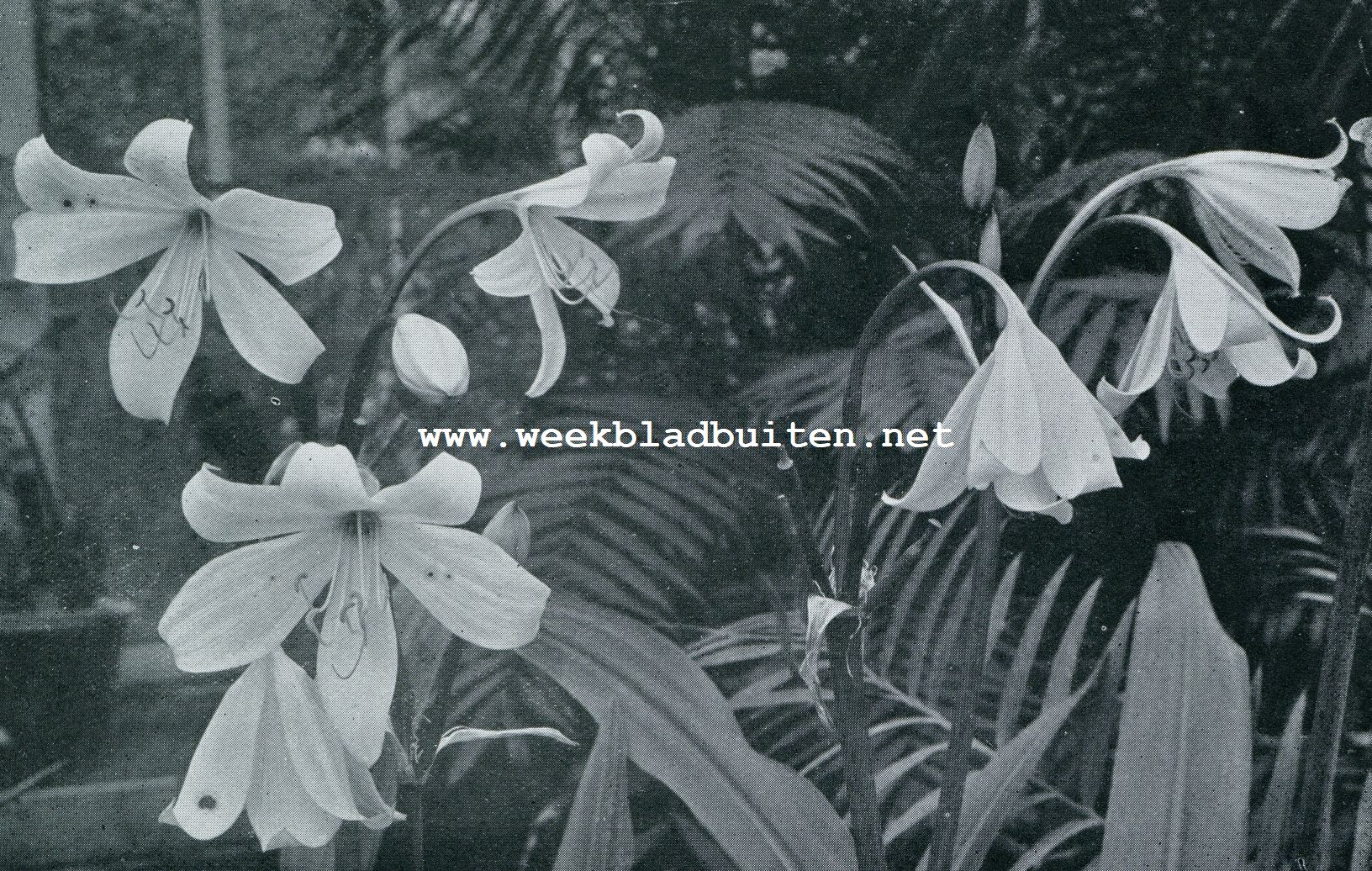 CRINUM MOOREI, EEN PRACHTIG BOLGEWAS VOOR DEN ZOMER