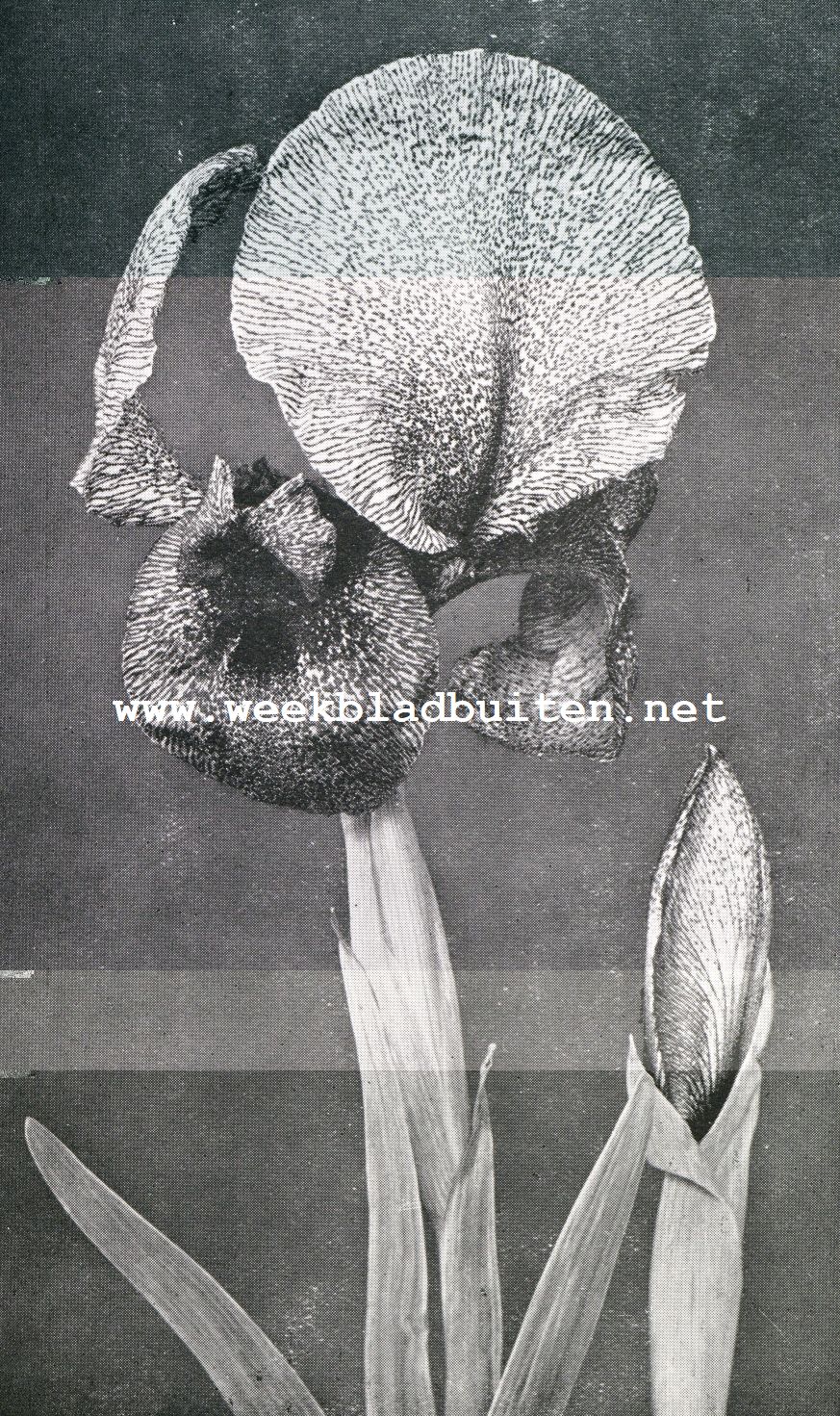 IRIS SUSIANA, DE ROUW-IRIS