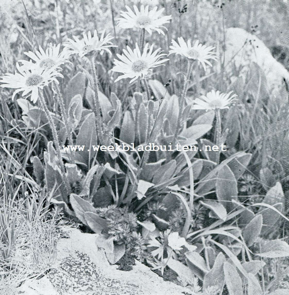 PLANTENLE EEN IN DE BERGEN. DORONICUM STYRIACUM IN HET SCHUTT