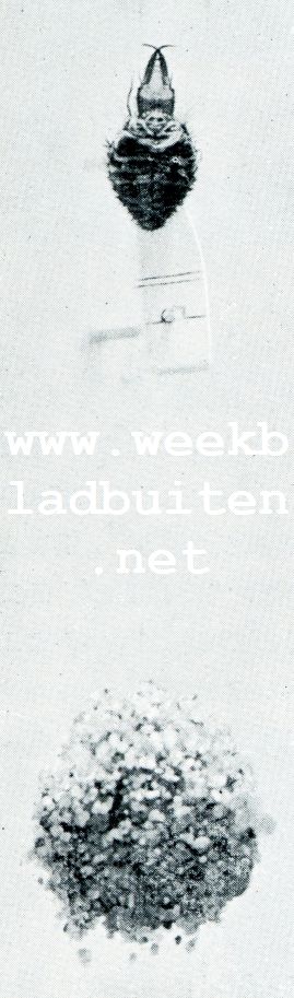 BOVEN: LARVE VAN MIERENLEEUW; ONDER: COCON VAN ZANDKORRELS