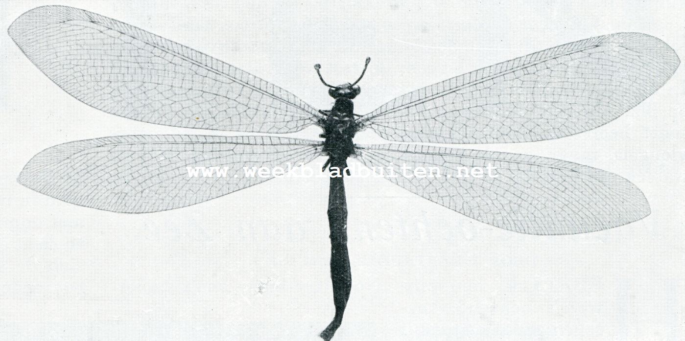 MIERENLEEUW (MYRMELEON FORMICARIUS)