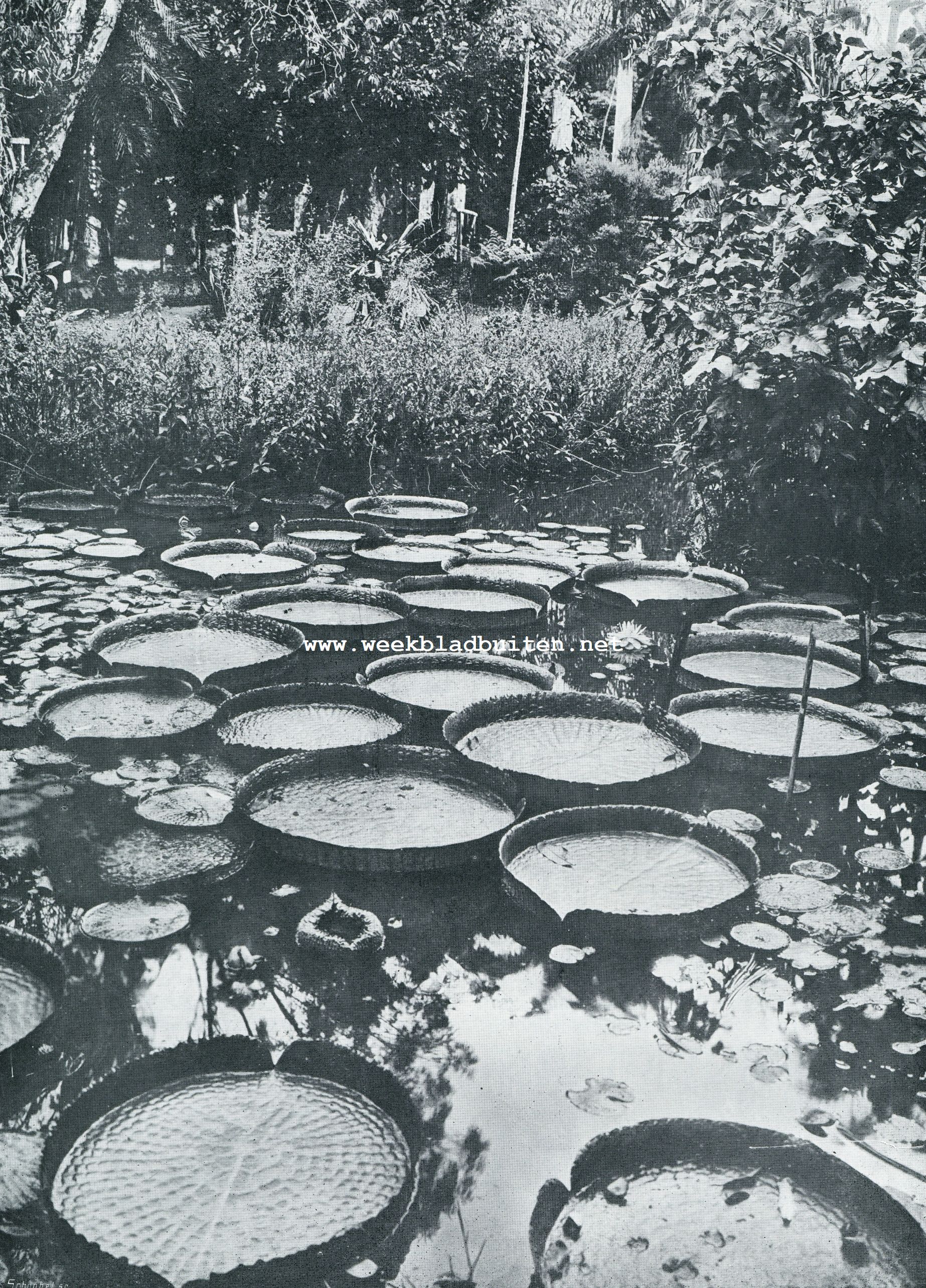 VICTORIA REGIA'S IN DEN PLANTENTUIN TE RIO DE JANEIRO