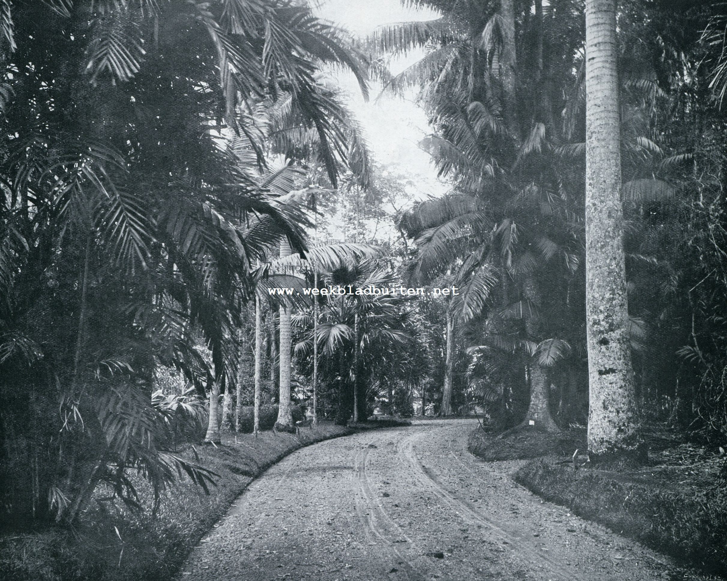 LAAN VAN KONINGSPALMEN IN DEN PLANTENTUIN TE BUITENZORG
