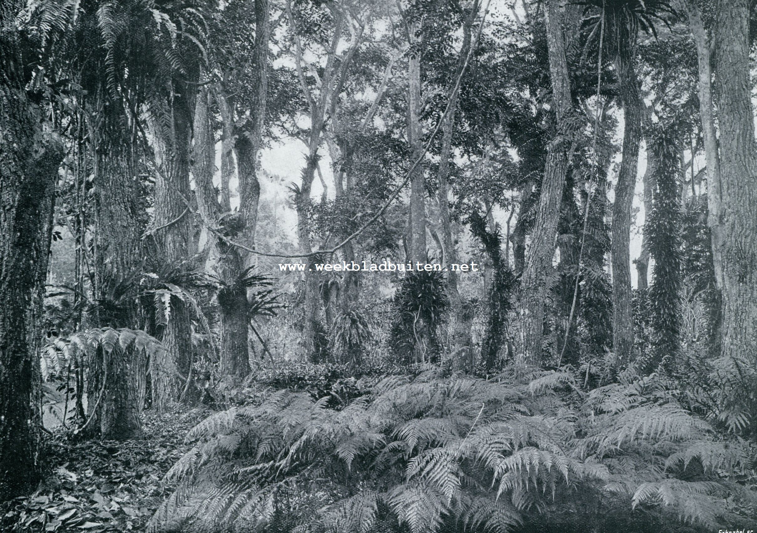 VARENGROEI OP DEN GROND EN EPIPHYTISCH (OP DE BOOMEN) IN DEN VARENTUIN TE BUITENZORG