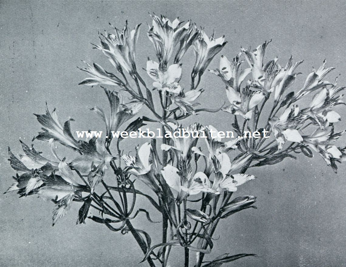 ALSTROEMERIA CHILENSIS