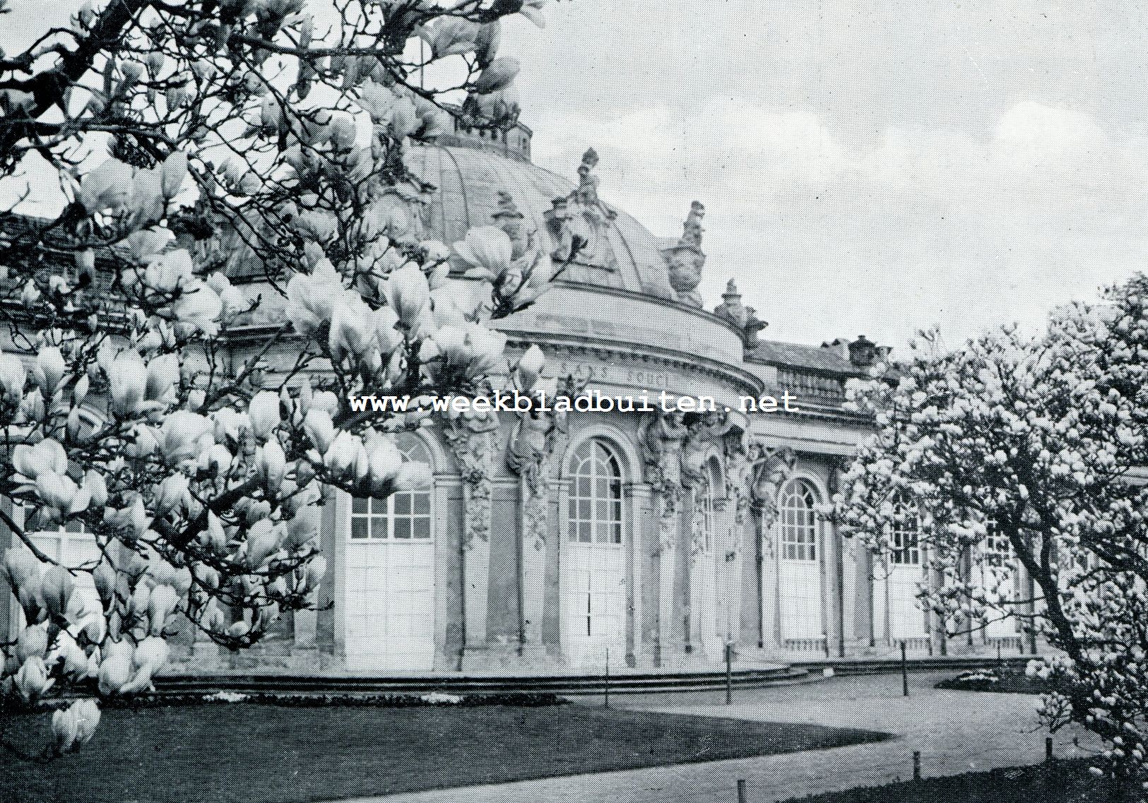 BLOEIENDE TULPENBOOMEN BIJ SANSSOUCI