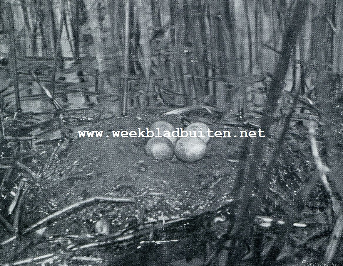 NEST MET EIEREN VAN DEN FUUT