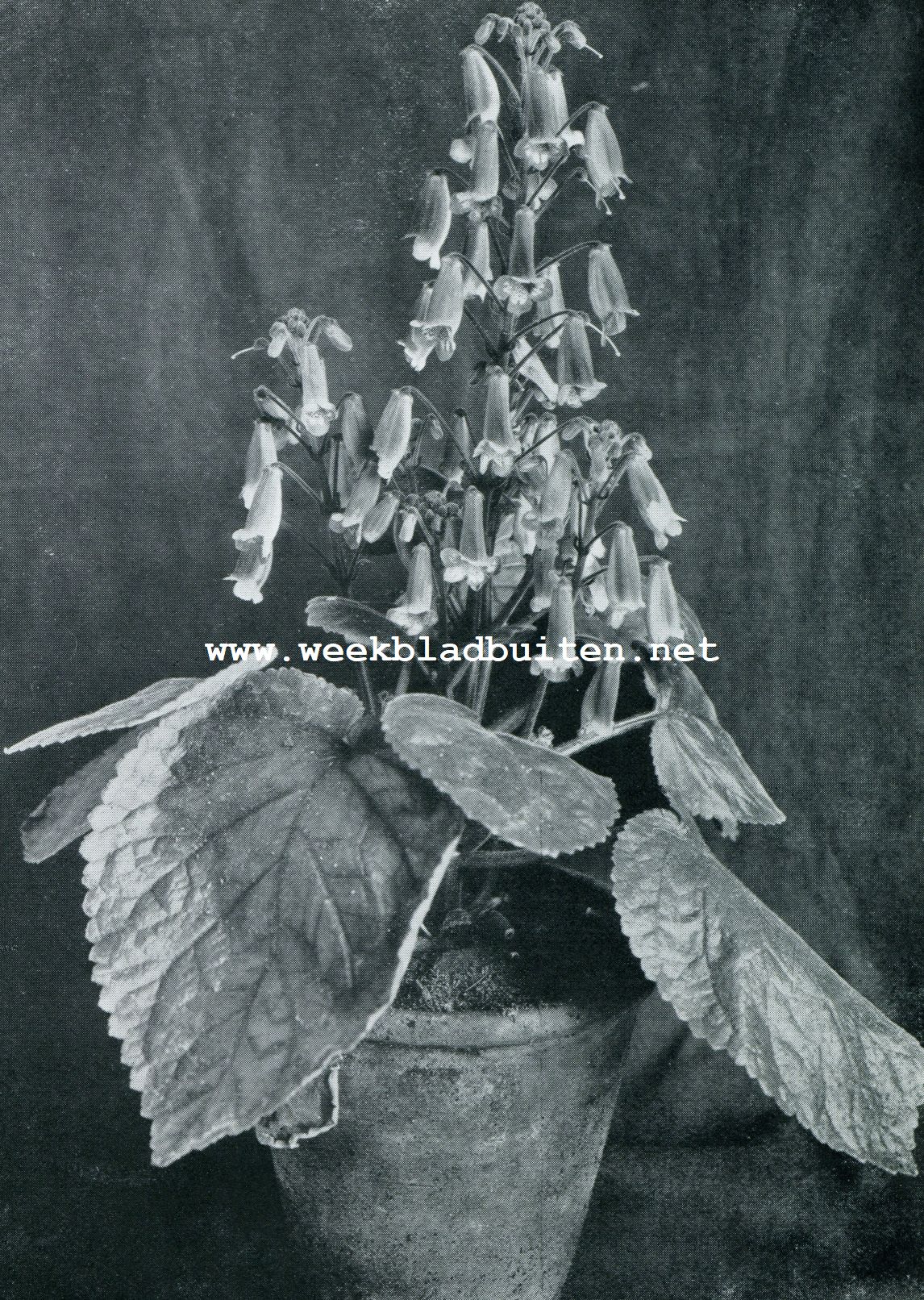 GESNERIA NAEGELIA HYBR. ORANGE KING