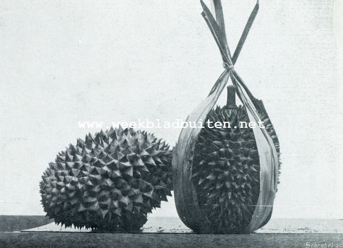 DOERIAN