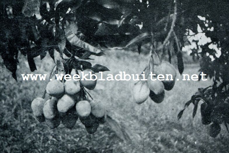 MANGGAS AAN DEN BOOM