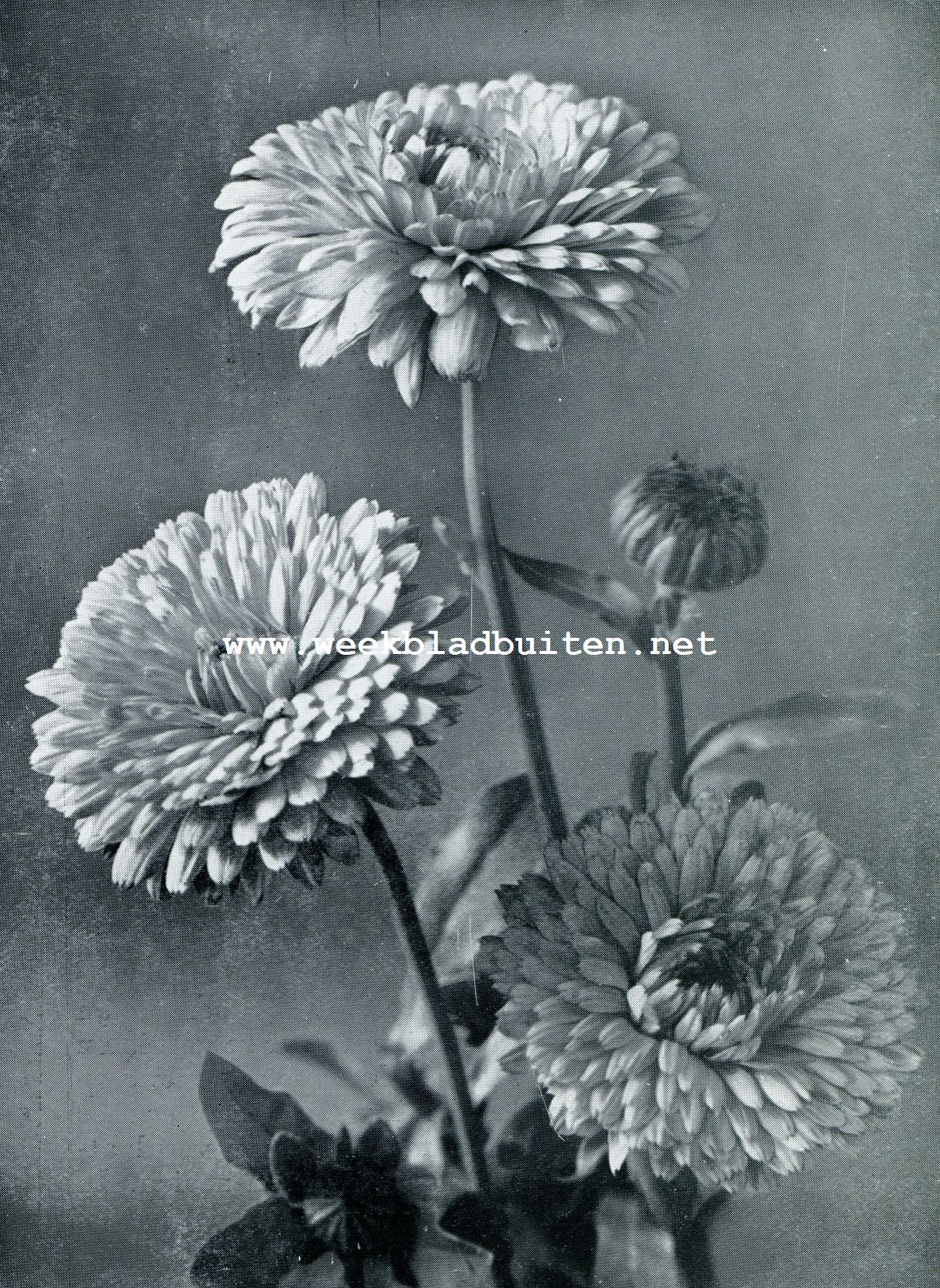 CALENDULA OFFICINALIS GRANDIFLORA FL. PL. (GOUDSBLOEM) ORANJEKONING, DUBBELBLOEMIG