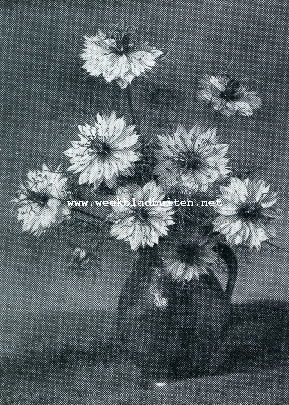NIGELLA DAMASCENA EL. PL. MISS JEKYLL, HEMELSBLAUW EN WIT, DUBBELBLOEMIG
