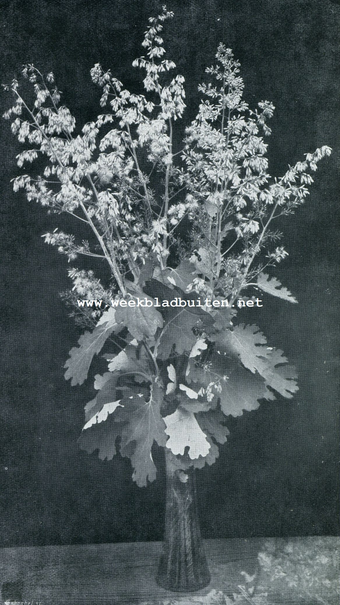 BOCCONIA JAPONICA