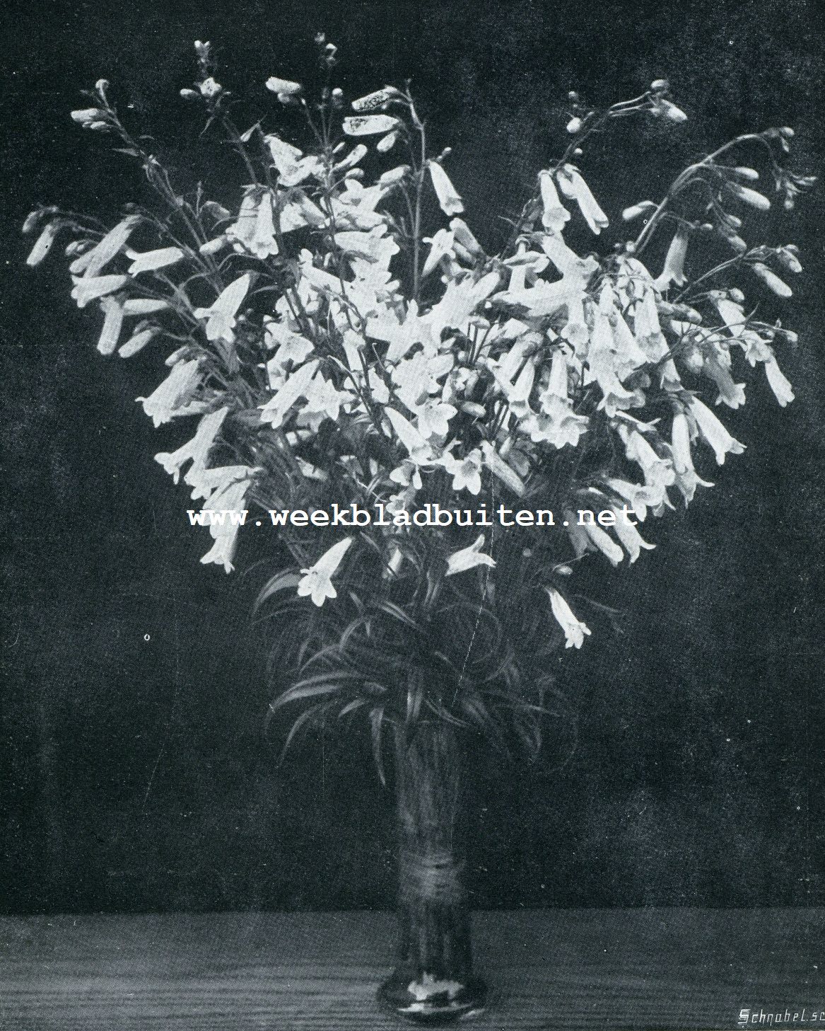 PENSTEMONS