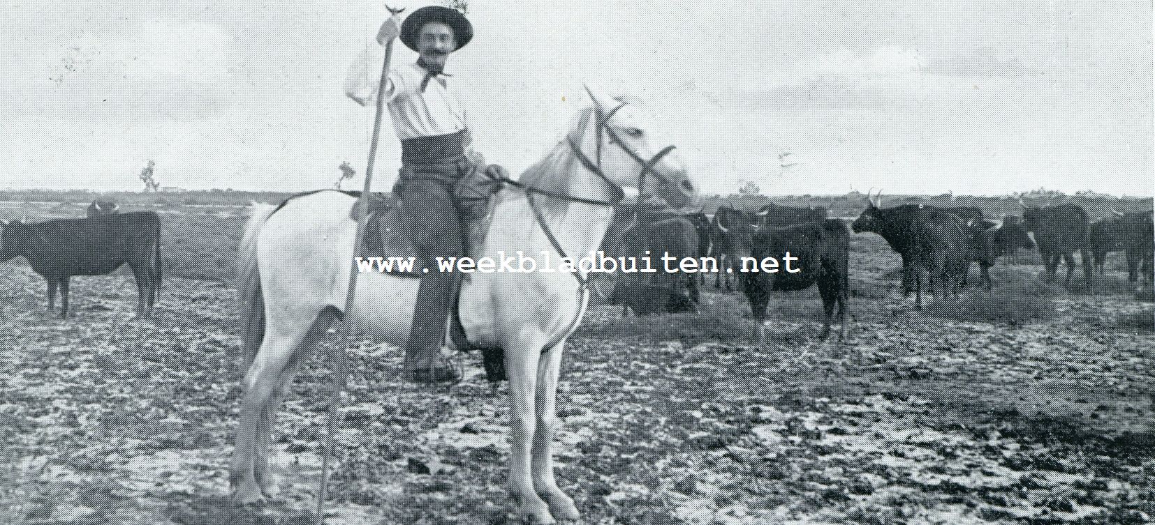 EEN GARDIAN UIT DE CAMARGUE