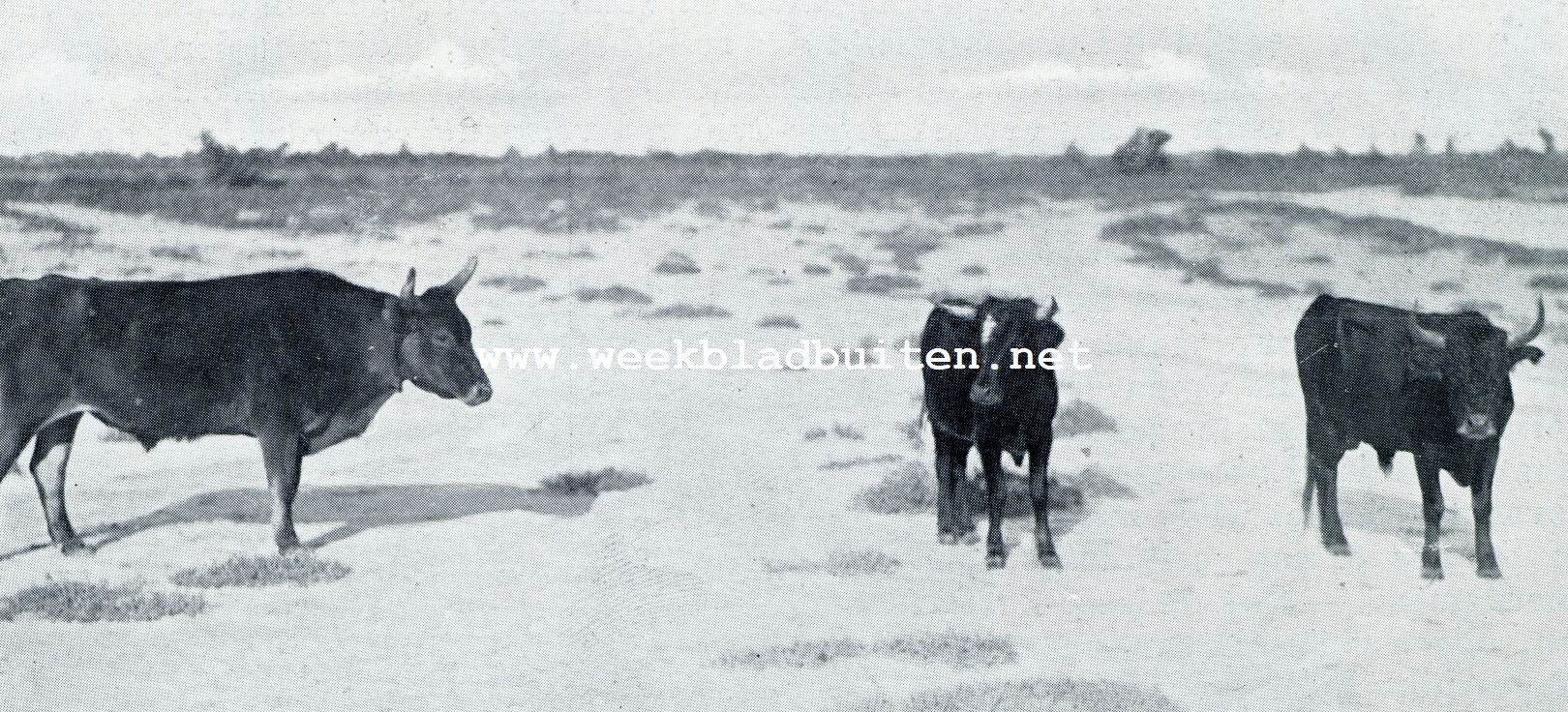 STIEREN IN DE WILDERNIS DER CAMARGUE