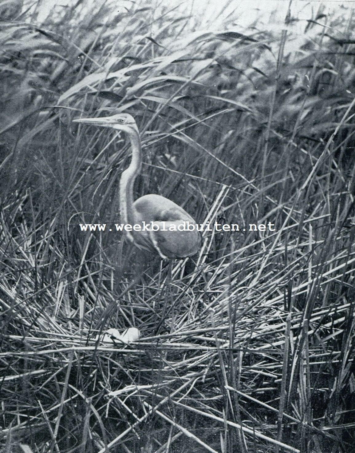 PURPERREIGER OP HET NEST