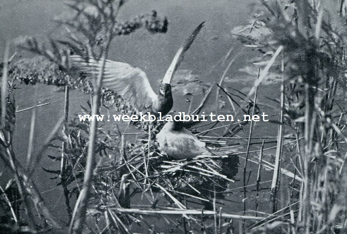 OP HET NAARDERMEER. HET MANNETJE VAN DEN ZWARTEN STERN STRIJKT NAAST HET NEST NEER