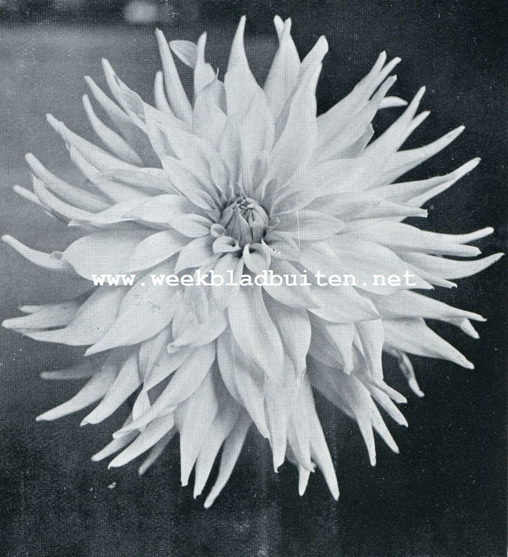 PAARS-R00DE DAHLIA ANDR CSIZIK, OP DE TE AMSTERDAM GEHOUDEN DAHLIATENTOONSTELLING BEKROOND MET DEN ZILVEREN WISSELBEKER, ALS ZIJNDE DE BESTE NEDERLANDSCHE AANWINST VAN 1933 (KWEEKERIJ W. TOPSVOORT, AALSMEER)