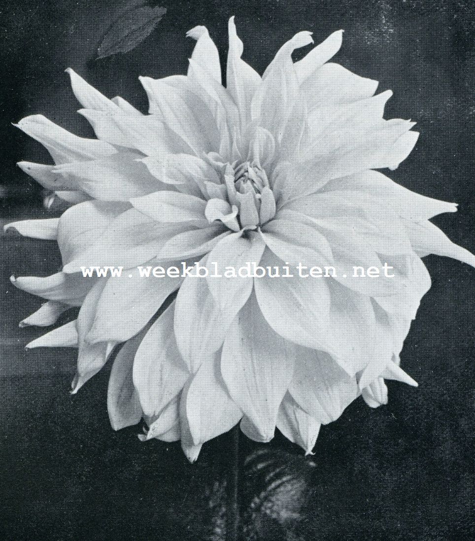 EAGLE ROCK FANTASY. EEN AMERIKAANSCHE REUZEN-DAHLIA (LICHT LILA), WAARVAN DE BLOEMEN MEER DAN TWEE DECIMETER DOORSNEDE HEBBEN