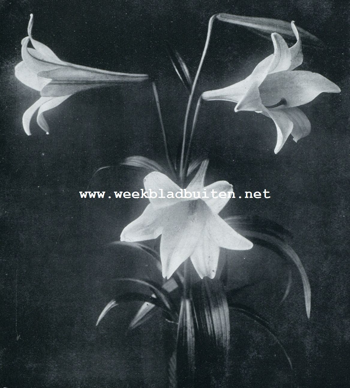 LILIUM LONGIFLORUM FORMOSUM