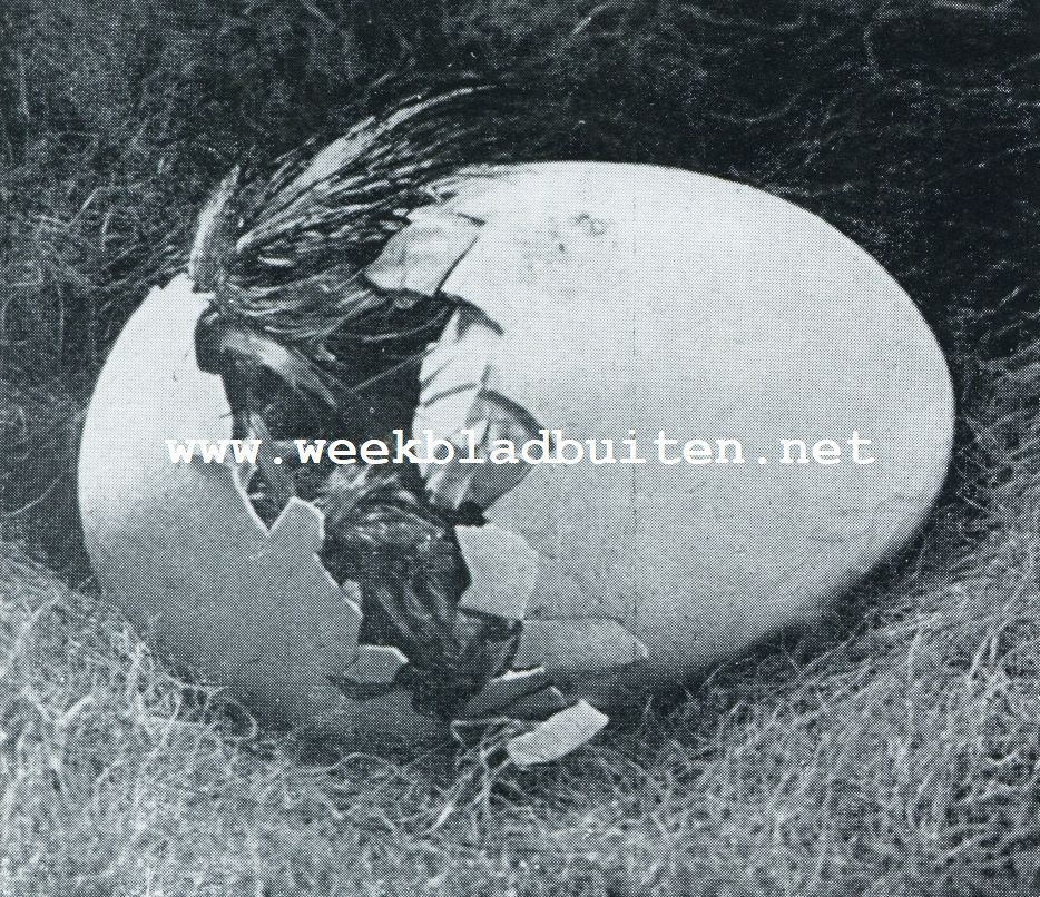 EEN KUIKEN KRUIP UIT HET EI