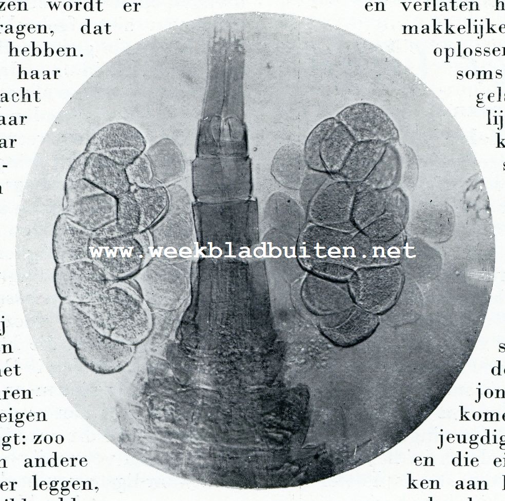 EIZAKKEN VAN HJVT WIJFJE VAN DEN ZOETWATEREENOOG (CYCLOPS. VULGARIS) (625 x VERGROOT)