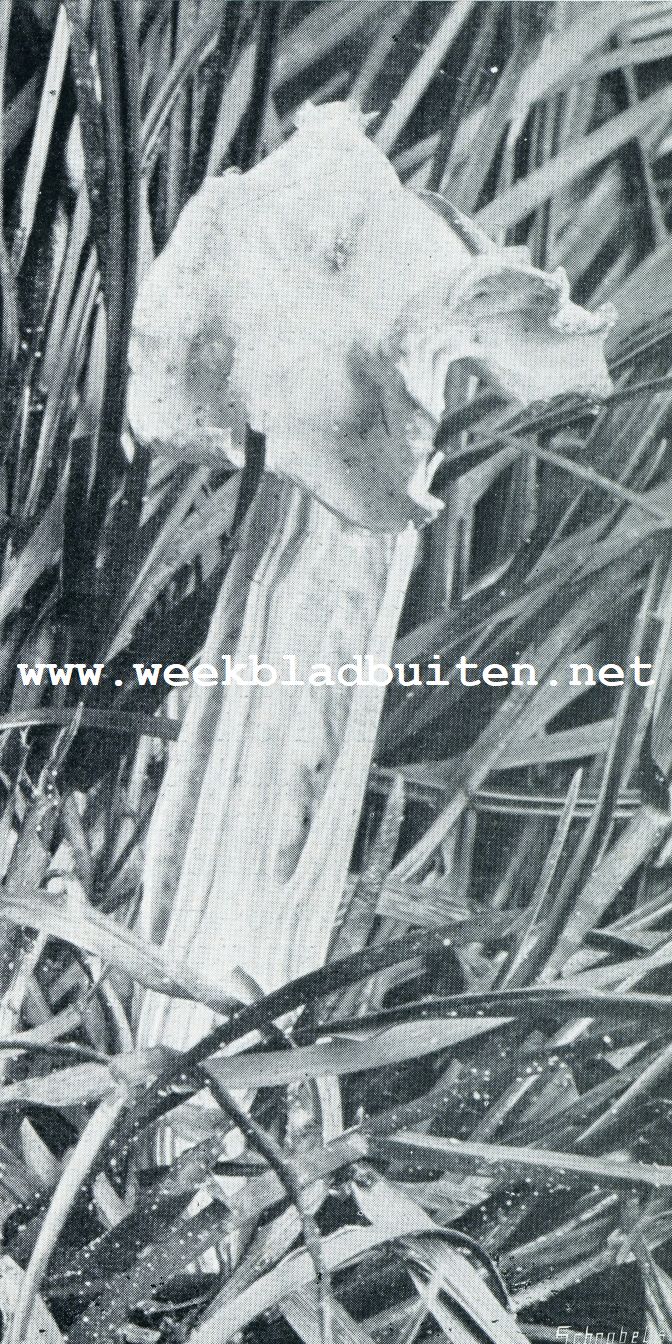 VARKENSKLUIFJE