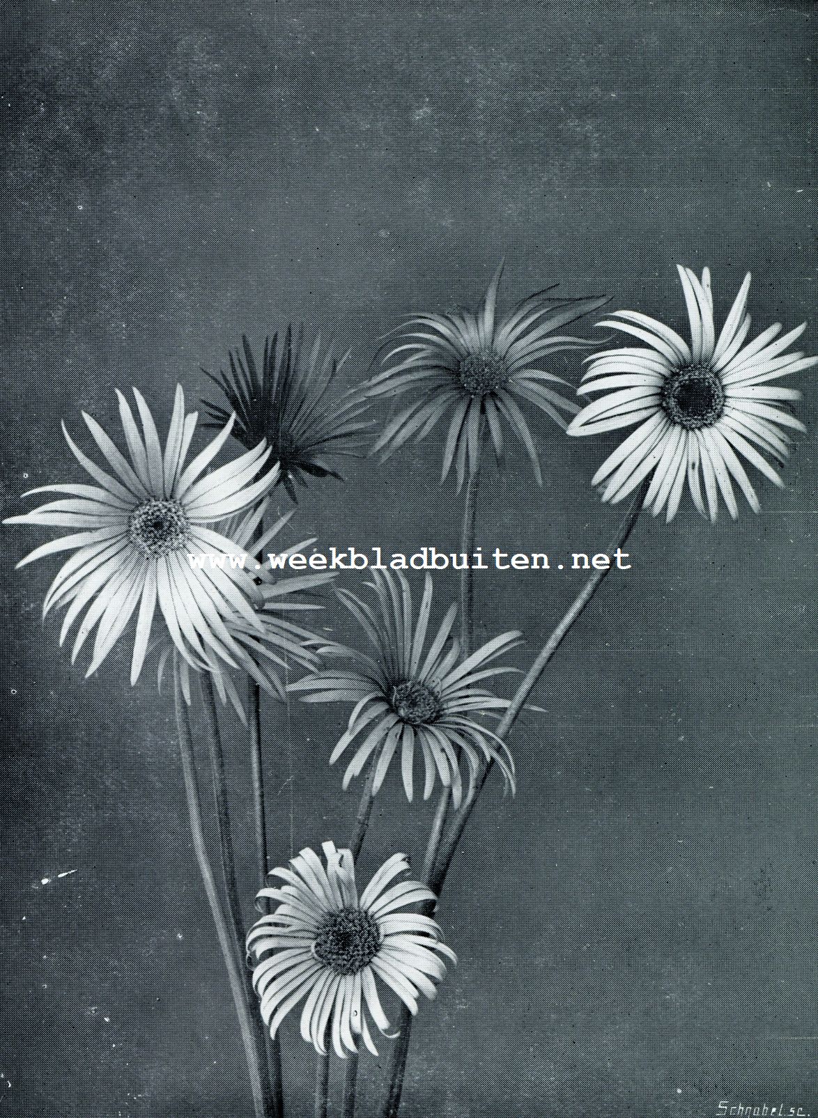 GERBERA'S