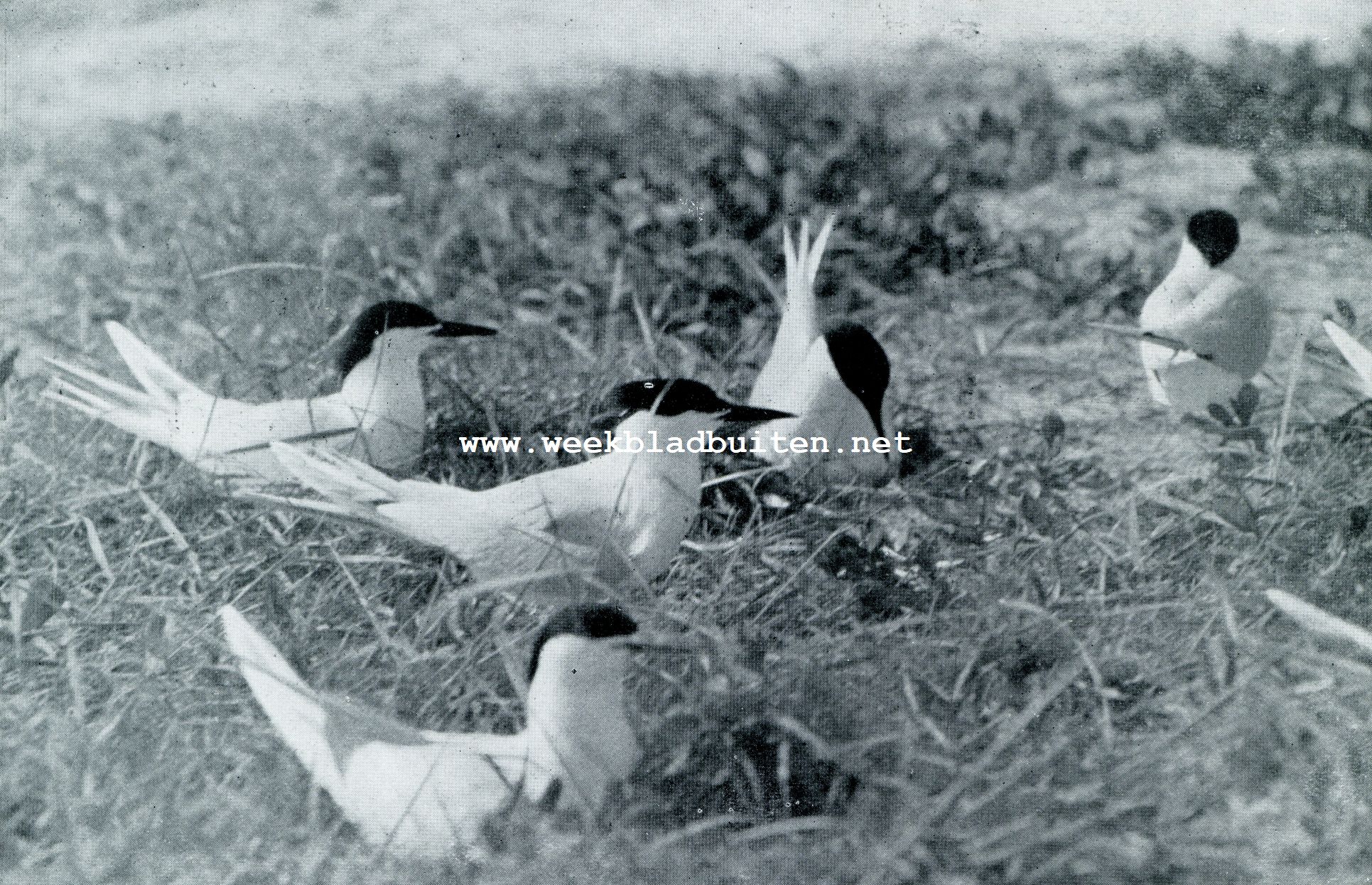 VOGELLEVEN OP DE WADDENEILANDEN. OP DE)t BROEDPLAATS DER GROOTE STERNS (STERNA SAND VICENSIS)
