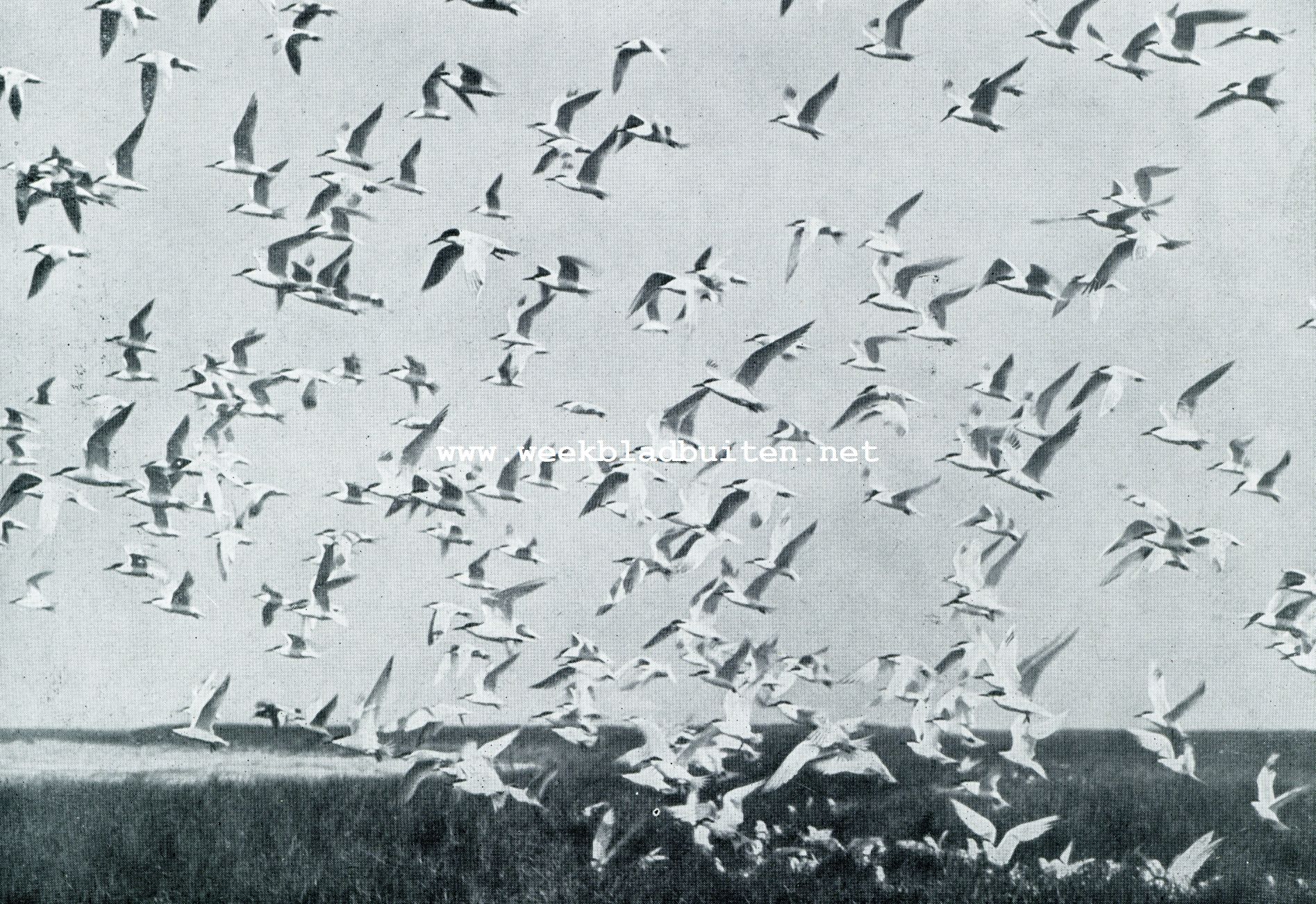 IN HET VOGELPA RADIJS VAN NORDEROOG