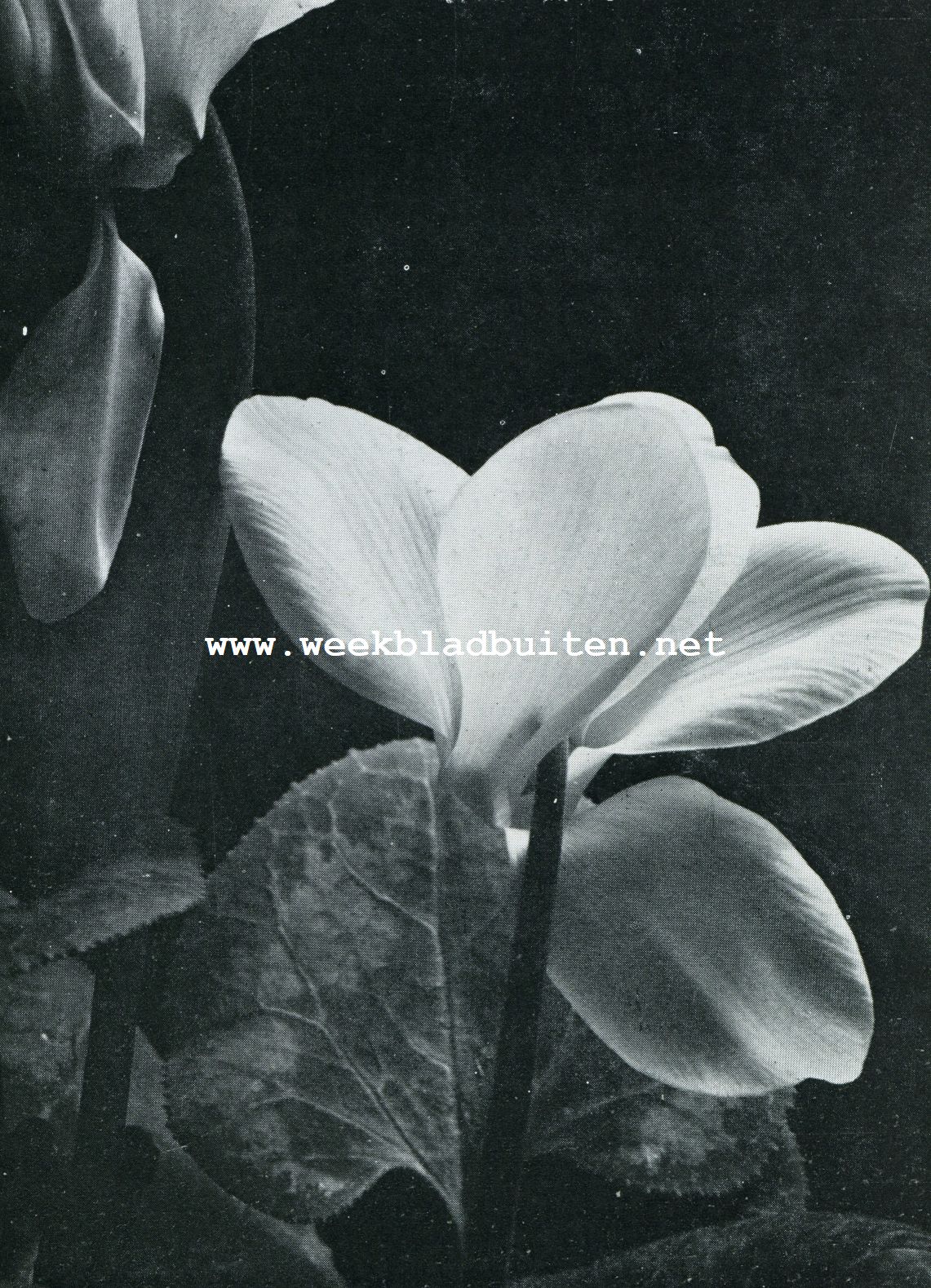 DE TEERE SCHOONHEID VAN DE CYCLAMEN