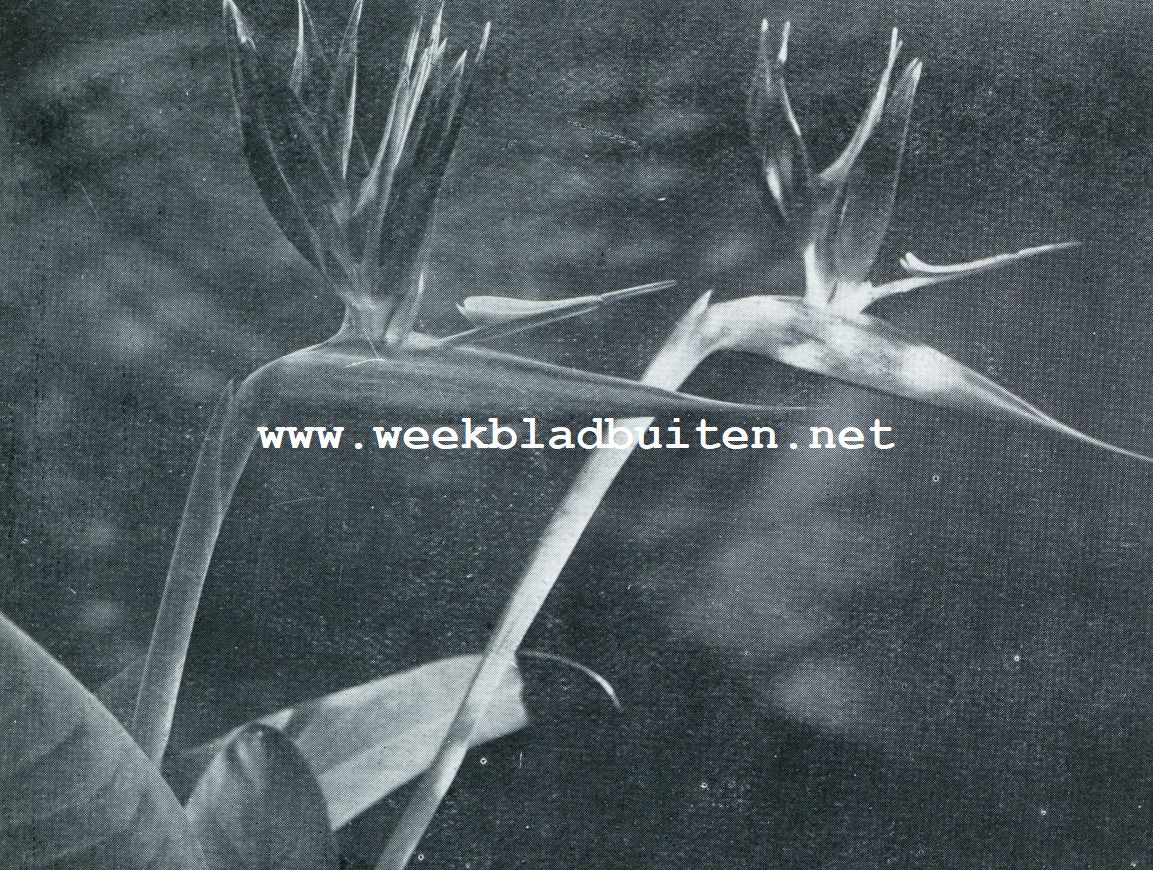 STRELITZIA REGTNAE