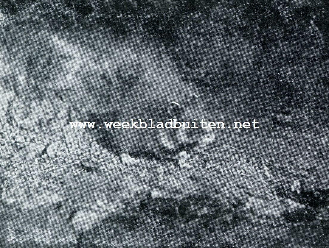 DE HAMSTER TREKT ER OP UIT