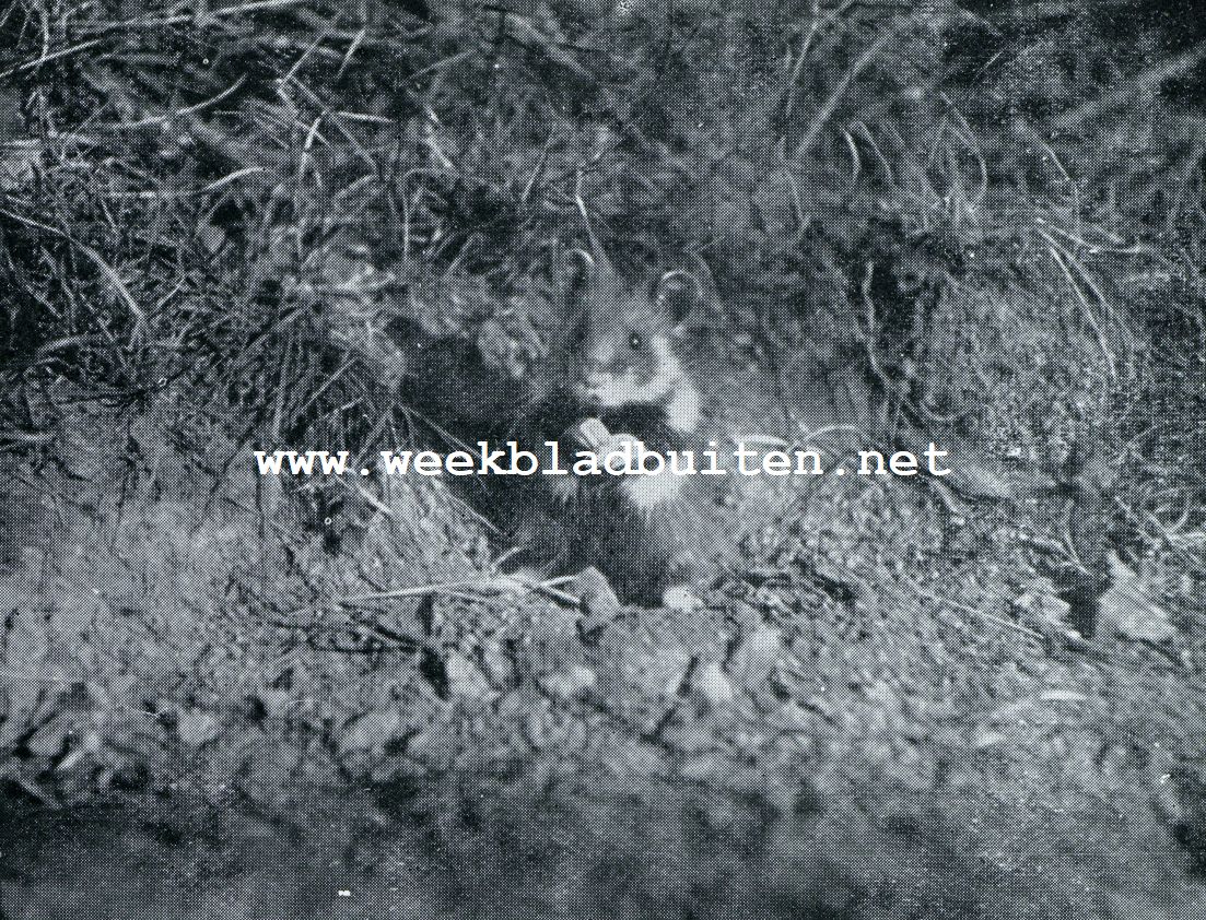 HAMSTER OP ZIJN ACHTERPOOTJES ZITTEND