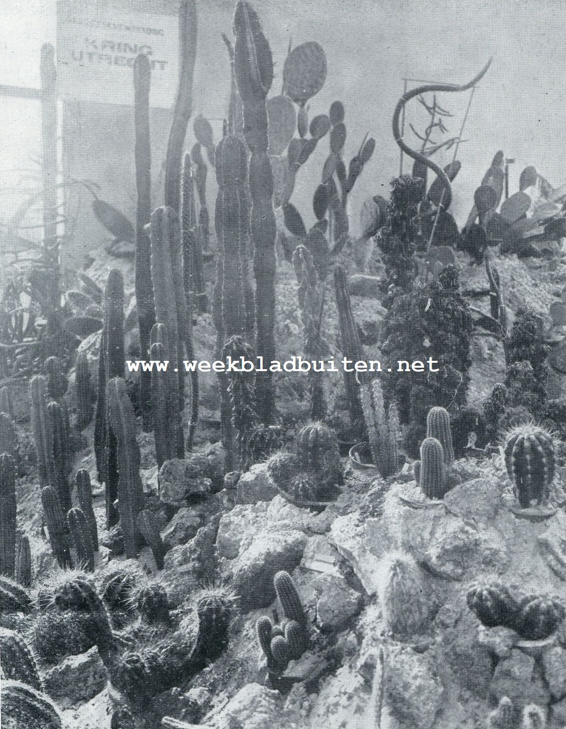 CACTUSGROEP OP EEN TENTOONSTELLING