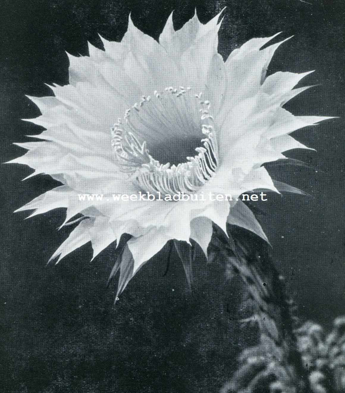 ECHINOPSIS-BLOEM IN VOLLE PRACHT