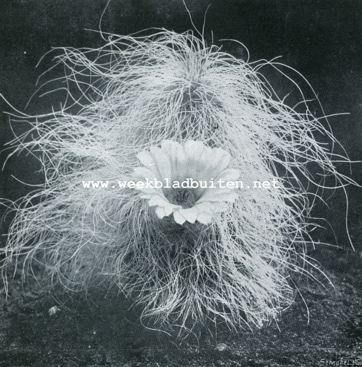 ECHINOCEREUS DE LAETII