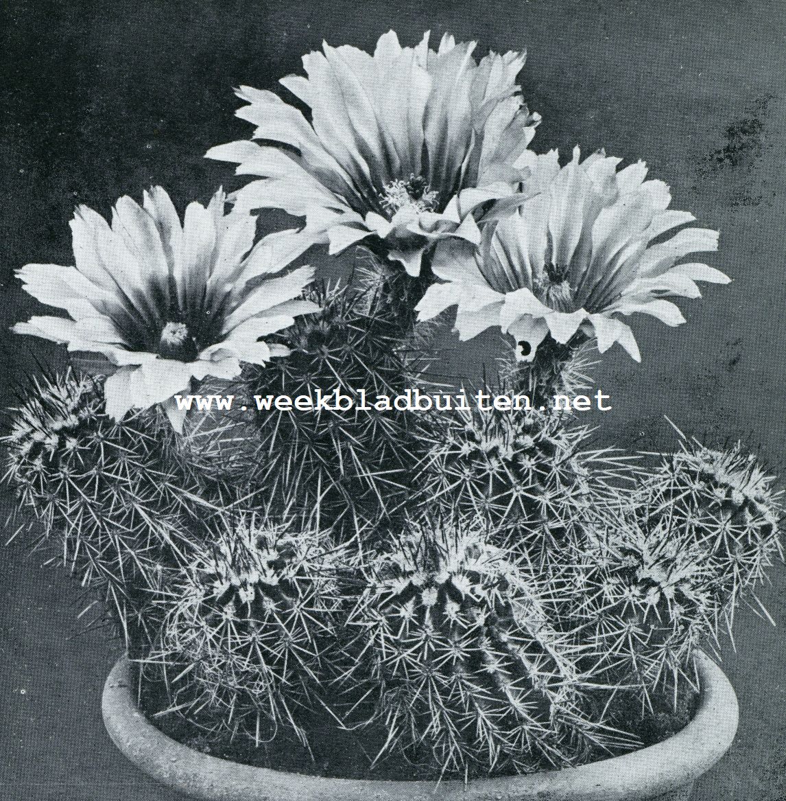 ECHINOCEREUS POLYACANTHUS