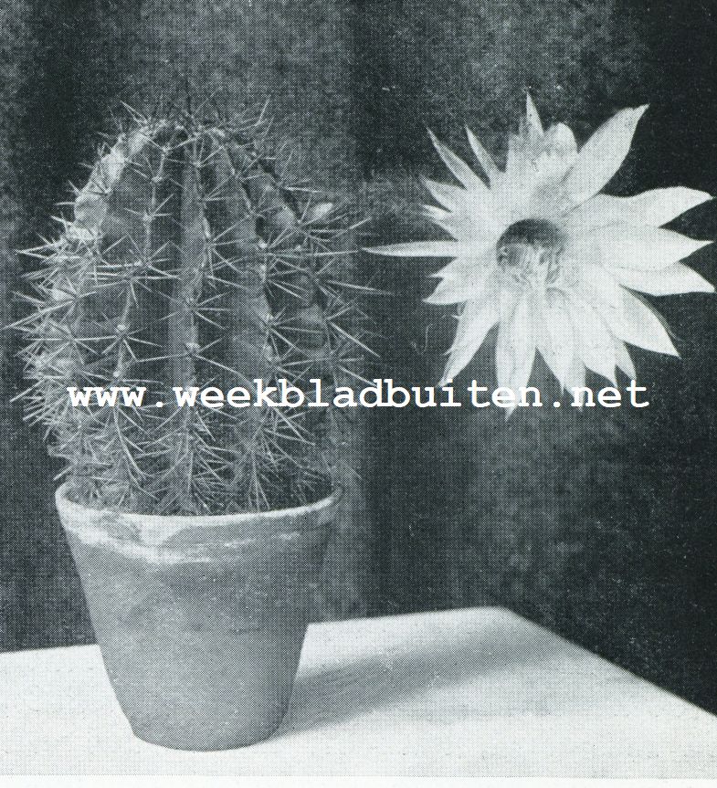 CACTUSSEN ALS KAMERPLANTEN, ECHINOPSIS TUBEROSA