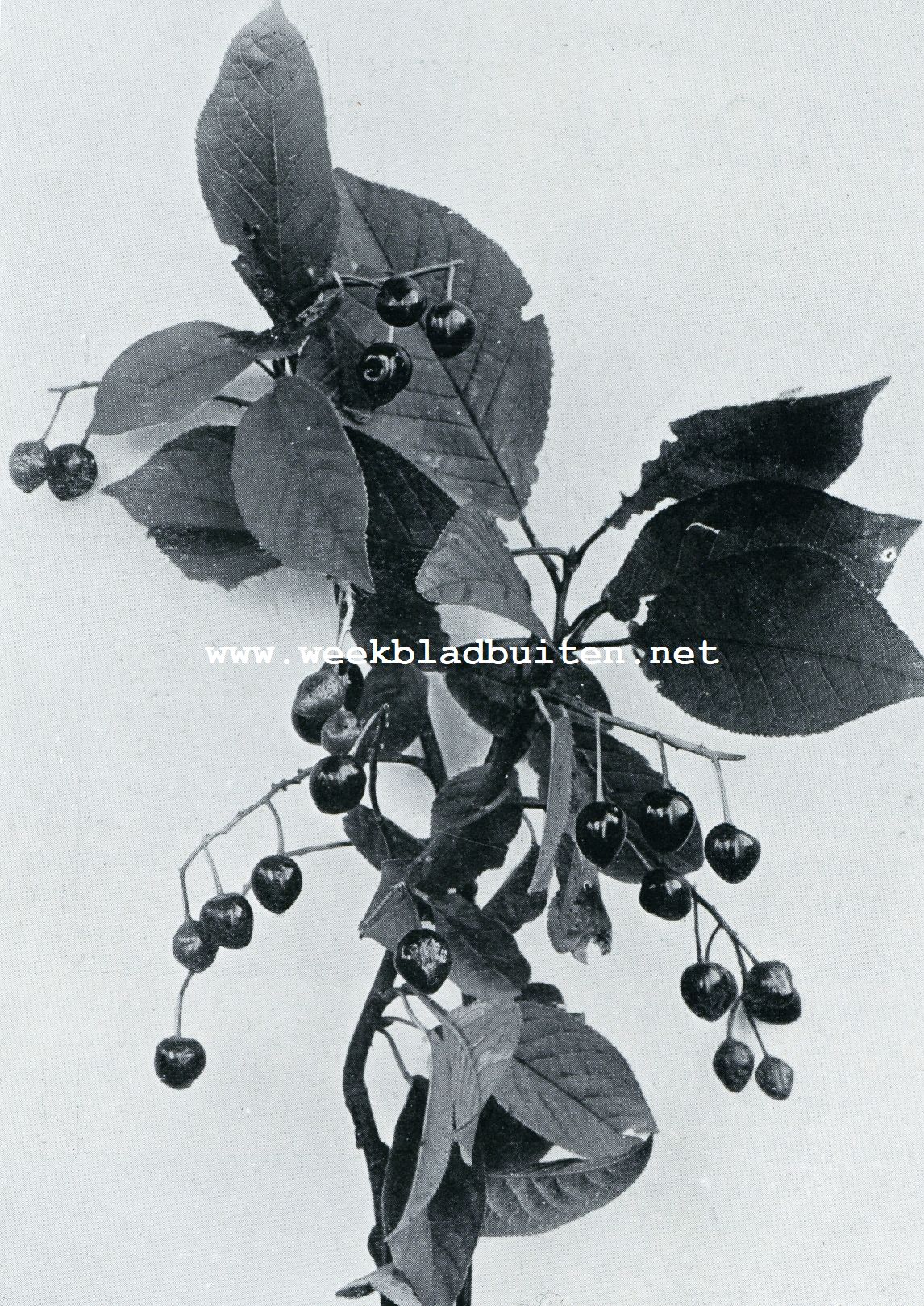 PRUNUS PADUS. BESSEN VAN DE VOGELKERS