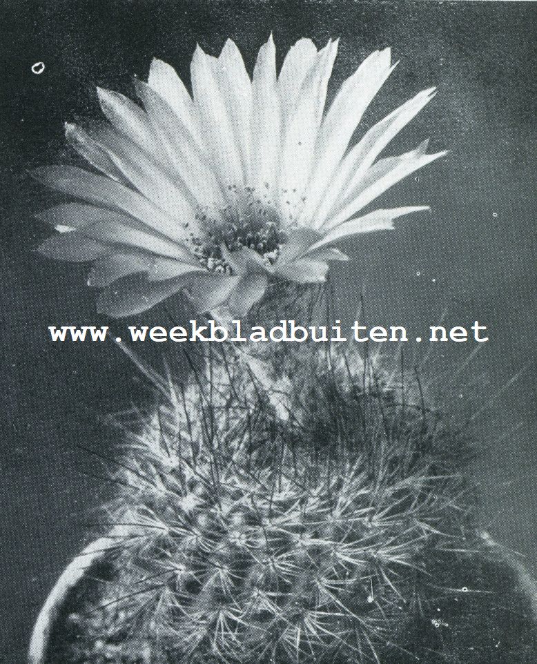 ECHINOCACTUS OTTONIS (IETS VERKLEIND)