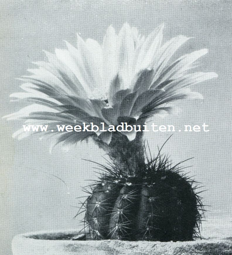 ECHINOCA CT US WILLIAMSII (NATUURLIJKE GROOTTE)
