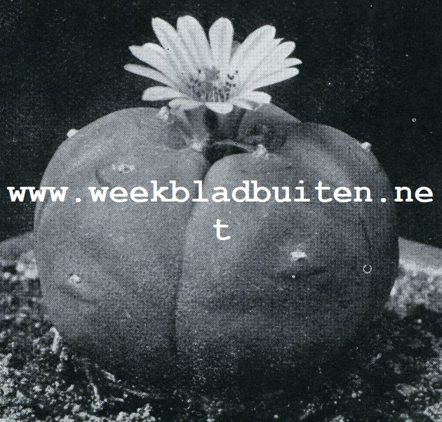 ECHINOCACTUS TABULARIS (IETS VERKLEIND)