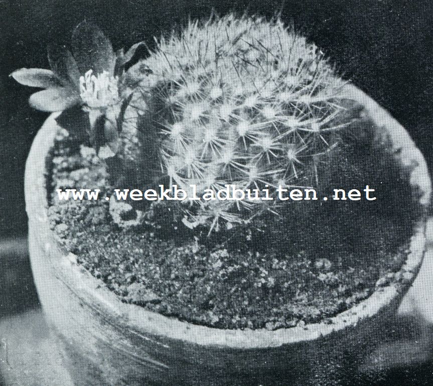 ECHINOCACTUS FIEBRIGII (NATUURLIJKE GROOTTE)