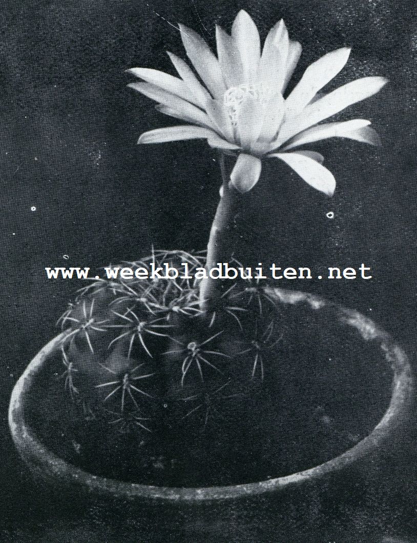 ECHINOCACTUS PLATENSIS (IETS VERKLEIND)