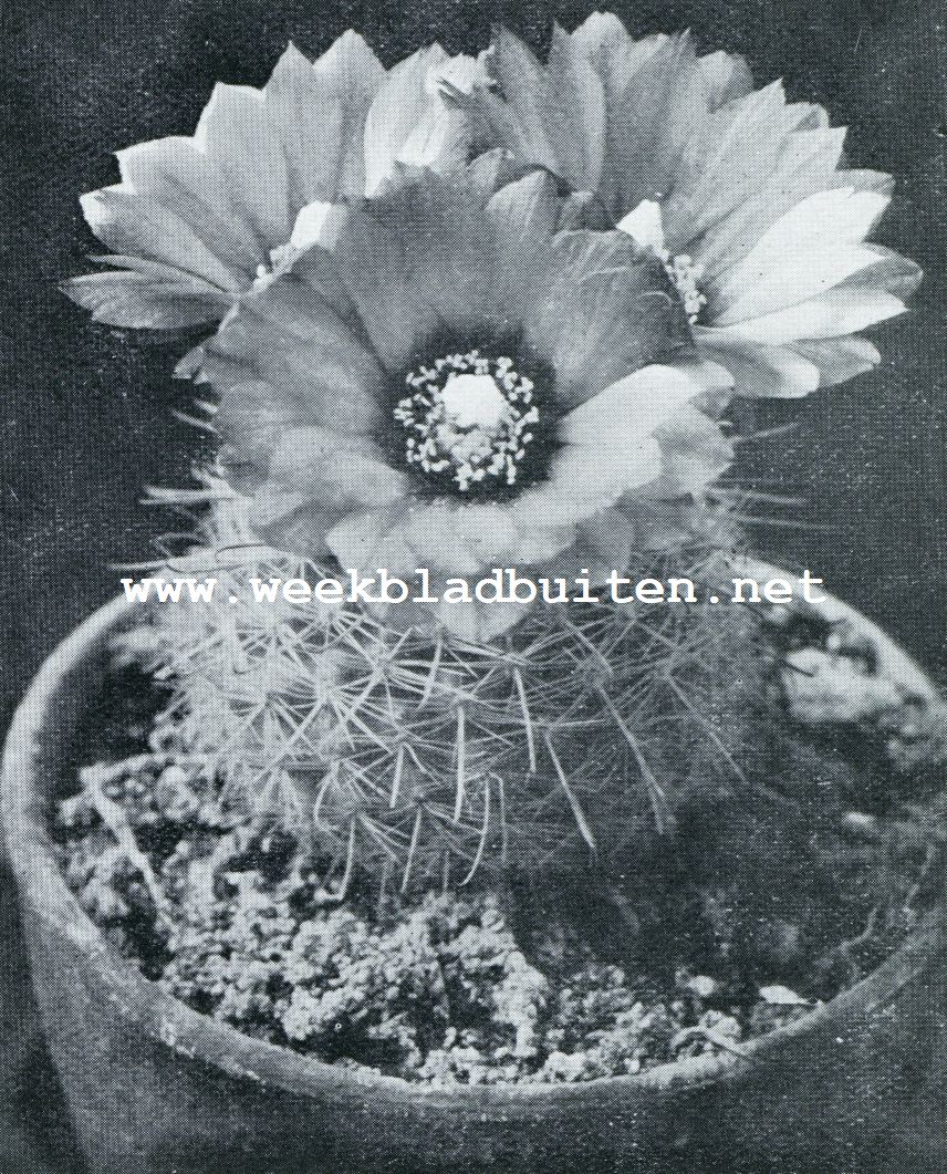 ECHINOCACTUS MICROSPERMUS (NATUURLIJKE GROOTTE)