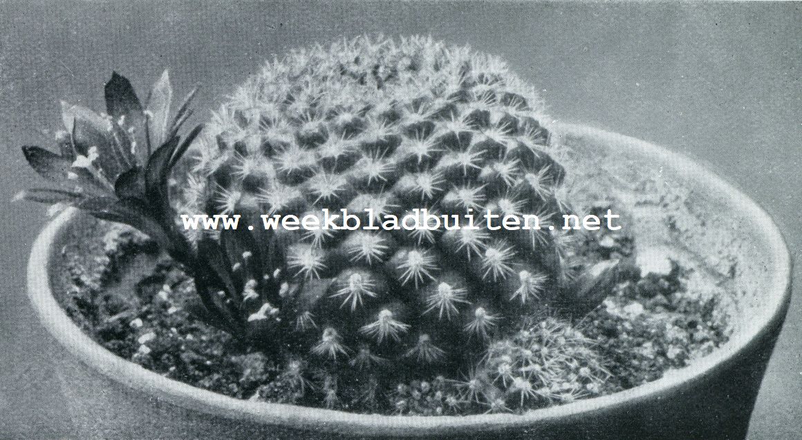 ECHINOCACTUS MINUSCULUS (NATUURLIJKE GROOTTE)